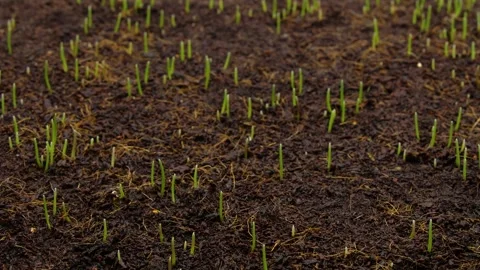 Timelapse of green sprouts growing from rich soil. Close-up of seed germination Stock Footage 334996368