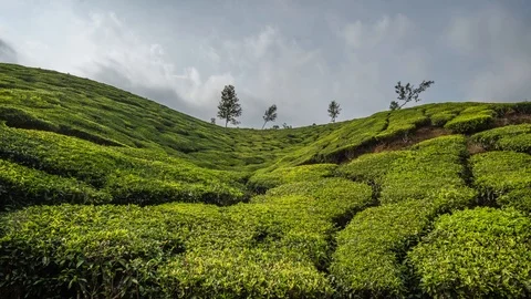 Timelapse of green tea plantations in Munnar, Kerala, India Stock Footage 106377759
