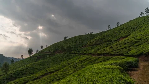 Timelapse of green tea plantations in Munnar, Kerala, India Stock Footage 106377769