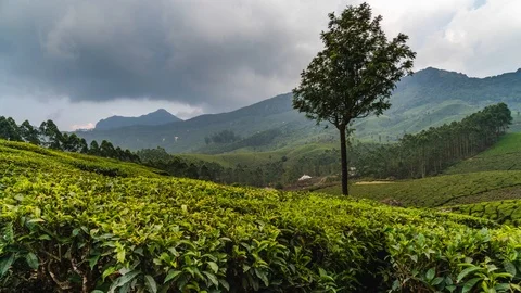 Timelapse of green tea plantations in Munnar, Kerala, India Stock Footage 106378310
