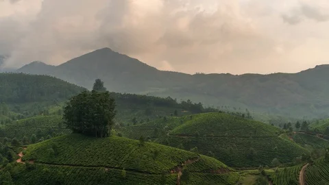 Timelapse of green tea plantations in Munnar, Kerala, India Stock Footage 106378420
