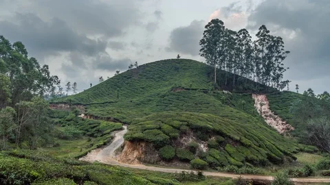 Timelapse of green tea plantations in Munnar, Kerala, India Stock Footage 106378456