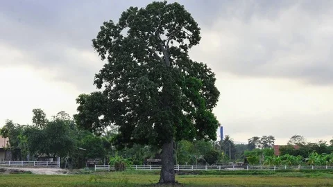 Timelapse of green tree nature with sky clouds Stock Footage 126815043