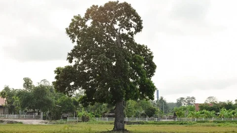 Timelapse of green tree nature with sky clouds Stock Footage 126815505