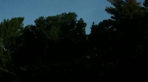 Timelapse Griffith Park trees Video stock 11606895