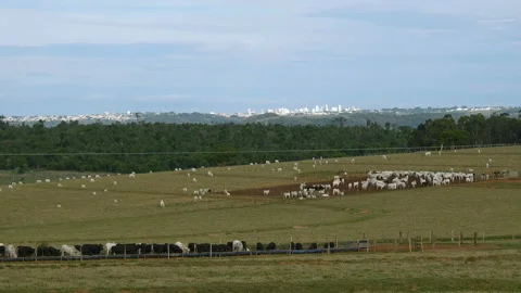 Timelapse of A group of angus cattle in confinement 스톡 동영상 144903658