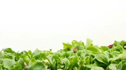 Timelapse of growing daisies Stock Footage 114003