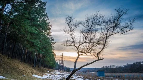 Timelapse of a growing Stock Footage 73495876