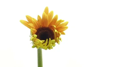 Timelapse of growing gerbera closeup Stock Footage 8663642