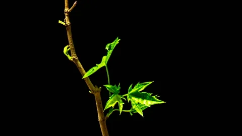 Timelapse Of Growing Maple Tree Branch. Stock Footage 123634601