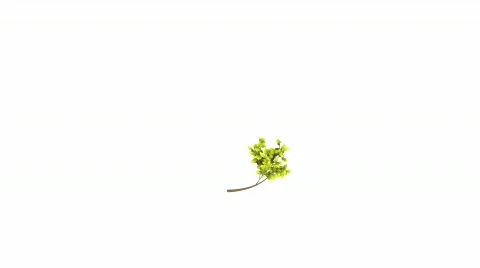 Timelapse growing of plant Video stock 481175