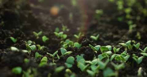 Timelapse of growing plants of basil with lens flare. Alfalfa grows dynamically. Stock Footage 206150360