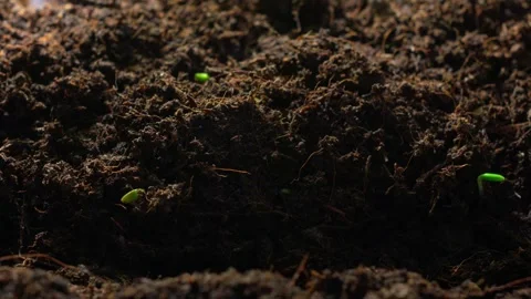 Timelapse of growing plants. Stock Footage 292266402