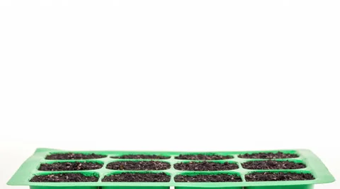 Timelapse of growing plants over white backround Stock Footage 49051159