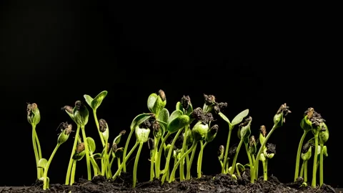 Timelapse Growing plants. Watermelon tree newborn plants. Time lapse organi.. Stock Footage 235522806