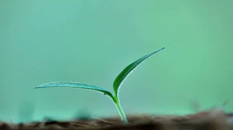 Timelapse growing seedling Stock Footage 703411