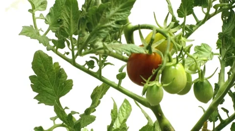 Timelapse of growing tomatoes Stock Footage 7755198