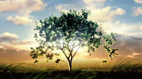 Timelapse of a  growing tree with dramatic sunset sky in the background. Stock Footage 44563352