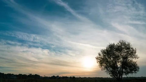 Timelapse of a growing tree on field with dramatic sunset sky Stock Footage 73493753