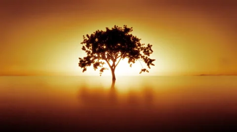 Timelapse of a  growing tree in an orange landscape. Stock Footage 44563415