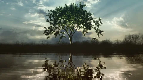 Timelapse of a growing tree reflecting in a lake. Vídeos de archivo 44563445