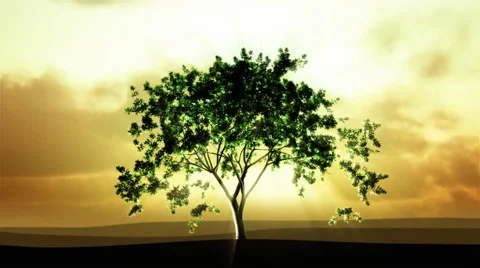 Timelapse of a  growing tree with sunset clouds in the background. Stock Footage 44560263