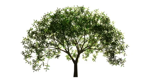 Timelapse of a growing tree on white background. Version 2. Stock Footage 44563435