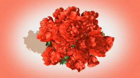 Timelapse of growing white roses - CGI, alpha channel Stock-Footage 612034