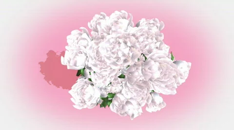Timelapse of growing white roses - CGI, alpha channel Stock Footage 612037
