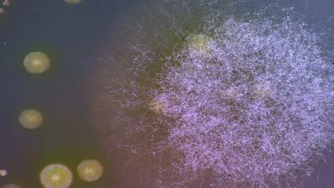 Timelapse of the growth of bacteria and microorganisms in a petri dish on aga Stock Footage 171672225