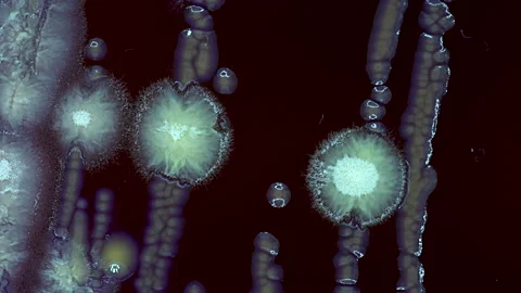 Timelapse of growth of microflora samples in a petri dish in a soil researc.. Stock Footage 226942371