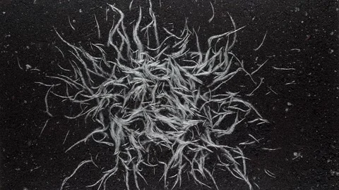 Timelapse of the growth of the root system of an agricultural plant experimen Stock Footage 221863139