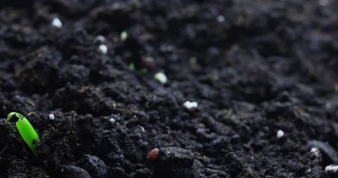 Timelapse of the growth of sprouts from the ground Stock Footage 168715050