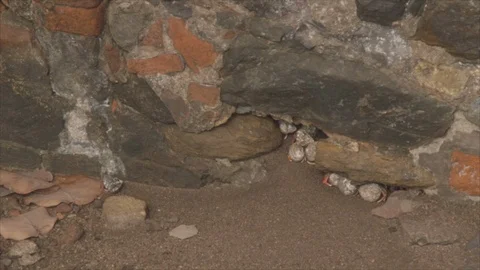 Timelapse of Hermit Crabs Crossing Sandy Floor, Hiding under Rocky Crevice Stock-Footage 123666698
