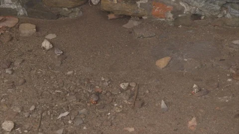 Timelapse of Hermit Crabs Crossing Sandy Floor And Hiding Under Rocks Stock Footage 123667522