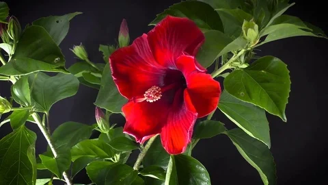 Timelapse hibiscuc opening Stock Footage 75531039