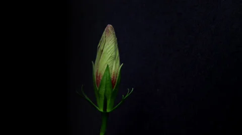 Timelapse: Hibiscus flower bud Stock Footage 32150442