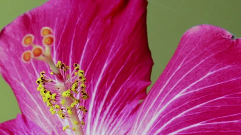 Timelapse: Hibiscus flower macro close-up Stock Footage 32150495