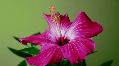 Timelapse: Hibiscus flower opens and closes Stock Footage 32150697