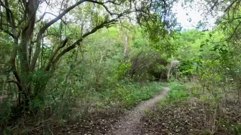 Timelapse hike in tropics Video stock 231795883