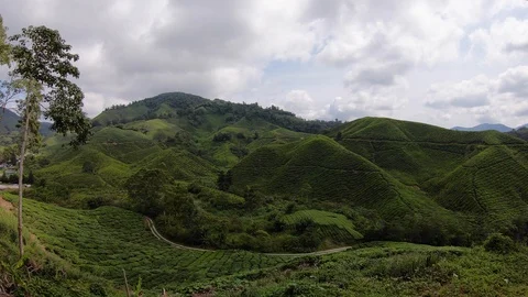 Timelapse of hills with tea plantations and cloudy sky landscape, Malaysia Stock Footage