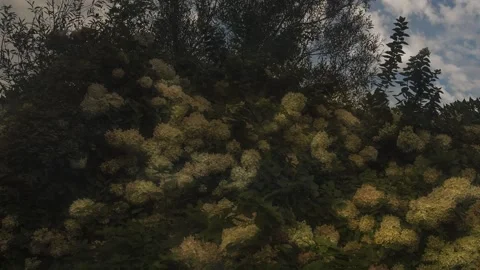 Timelapse of Hydrangea Flowers bloom over a dramatic sky. Video stock 168571093