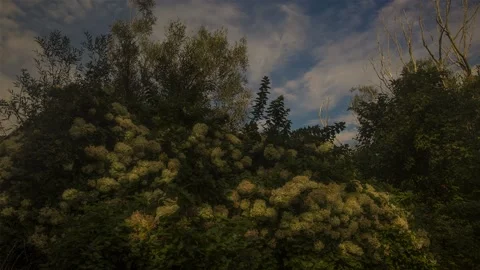 TImelapse of Hydrangea in full bloom. Video stock 168571085