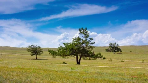 Timelapse of an idyllic landscape. Three trees in the field, blue sky and clouds Stock Footage 73834791