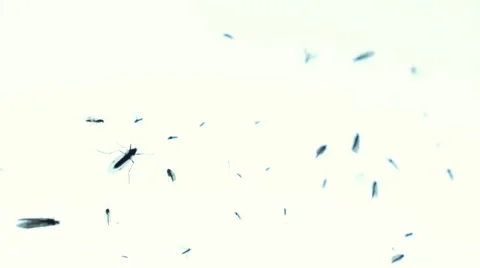 Timelapse of insects moving on white background, shallow depth of field Video stock 56605141