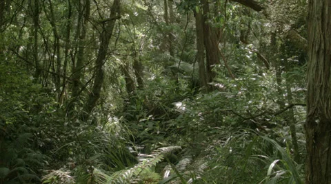 Timelapse of the inside of a forrest near Dunedin Stock Footage 35192002