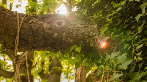 Timelapse, Ivytree Video stock 49878620