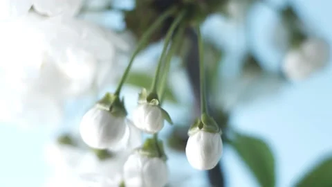 Timelapse of  Japanese maple blossoming in spring Stock Footage 189085260