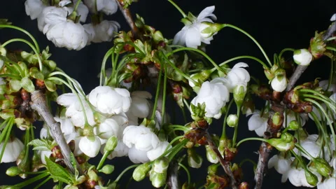 Timelapse of japanese mapleblossoming in spring Stock Footage 189028709