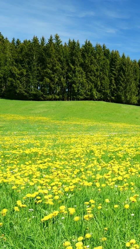 A Timelapse Journey Through Spring, Showcasing Lush Green Meadows, Dandelion Stock Footage 309220123